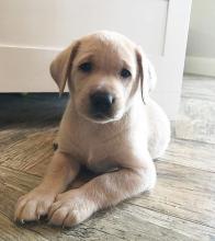 Puppies for sale labrador - Netherlands, Harlem