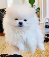 Puppies for sale pomeranian spitz - Ireland, Cork