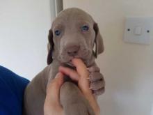 Puppies for sale weimaraner - Portugal, Lisbon. Price 11 €