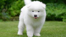 Puppies for sale samoyed dog (samoyed) - Finland, Helsinki. Price 10 €