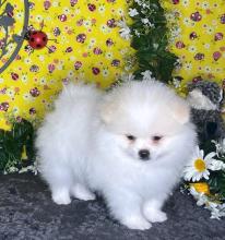 Puppies for sale , pomeranian  - Canada, Nova Scotia