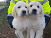 Puppies for sale golden retriever - Portugal, Faro