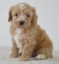 Puppies for sale , cockapoo - Cyprus, Nicosia