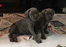 Puppies for sale italian corso dog - Cyprus, Paphos