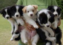 Puppies for sale border collie - Greece, Thessaloniki