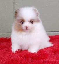 Puppies for sale , pomeranian  - Latvia, Aluksne