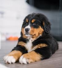 Puppies for sale bernese mountain dog - Ireland, ENNIS