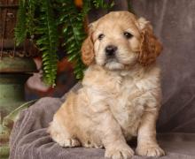 Puppies for sale , cockapoo - Italy, Tivoli