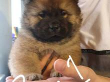 Puppies for sale chow chow - Malta, Valletta. Price 10 €