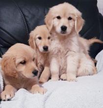 Puppies for sale golden retriever - Ireland, Limerick