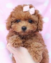 Puppies for sale poodle - Russia, Komsomolsk-on-Amur