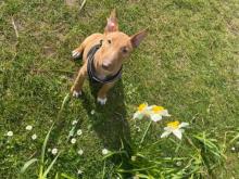 Puppies for sale bull terrier - Poland, Warsaw