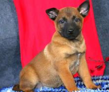 Puppies for sale other breed, belgian malinois - Germany, Nuremberg