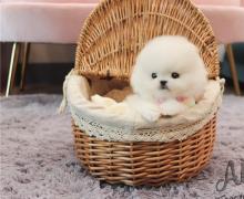 Puppies for sale pomeranian spitz - Estonia, Sillamyae