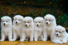 Puppies for sale samoyed dog (samoyed) - Bulgaria, Sofia. Price 11 €