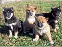Puppies for sale other breed, shiba inu - Greece, Thessaloniki