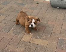 Puppies for sale english bulldog - Netherlands, Amsterdam