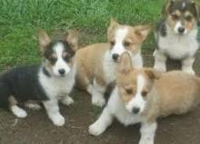 Puppies for sale other breed, pembroke welsh corgi - Cyprus, Larnaca
