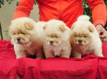 Puppies for sale chow chow - Greece, Thessaloniki