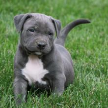 Puppies for sale american pit-bull terrier - Germany, Berlin. Price 11 €