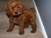 Puppies for sale miniature poodle - Ireland, Dublin. Price 11 €