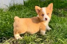 Puppies for sale other breed, pembroke welsh corgi puppies - Greece, Thessaloniki