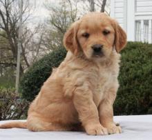 Puppies for sale golden retriever - Greece, Patra