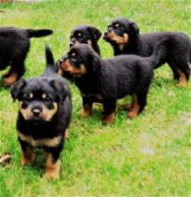 Puppies for sale rottweiler - Greece, Athens