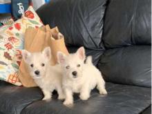 Puppies for sale west highland white terrier - Greece, Athens. Price 10 €