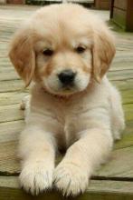 Puppies for sale golden retriever - Ireland, naas