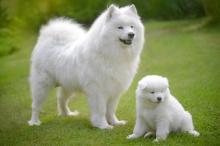 Puppies for sale samoyed dog (samoyed) - Ireland, Cork. Price 10 €