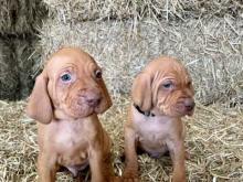 Puppies for sale hungarian pointer, vizsla - Netherlands, Maastricht. Price 10 €