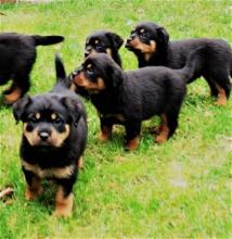 Puppies for sale rottweiler - Cyprus, Ayia Napa