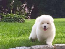 Puppies for sale samoyed dog (samoyed) - Greece, Heraklion