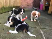 Puppies for sale king charles spaniel - Greece, Thessaloniki