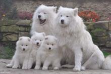 Puppies for sale samoyed dog (samoyed) - Netherlands, Maastricht