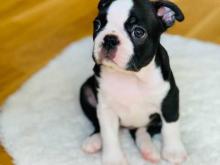 Puppies for sale boston terrier - Denmark, Kopenagen. Price 11 €