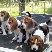 Puppies for sale beagle - Greece, Thessaloniki