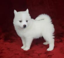 Puppies for sale mixed breed, pomsky - Greece, Thessaloniki