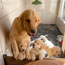 Puppies for sale golden retriever - Belgium, Bruges