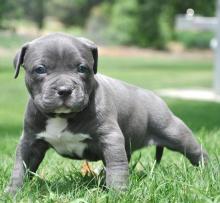 Puppies for sale american pit-bull terrier - Ireland, Dublin