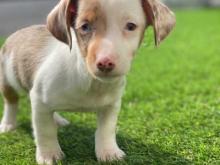 Puppies for sale jack russell terrier - Netherlands, Bergen aan Zee. Price 10 €