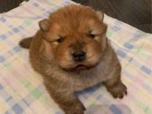 Puppies for sale chow chow - Netherlands, Bergen aan Zee. Price 10 €