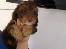 Puppies for sale , cockapoo - Germany, Bremen. Price 11 €