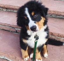 Puppies for sale bernese mountain dog - USA, California