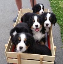 Puppies for sale bernese mountain dog - Greece, Thessaloniki