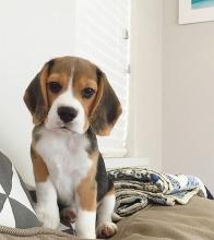 Puppies for sale beagle - Ireland, Offaly