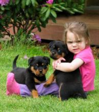 Puppies for sale rottweiler - Greece, Heraklion