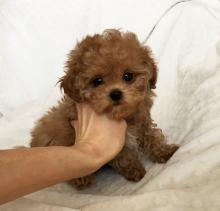 Puppies for sale other breed, maltipoo   - Ireland, Dublin. Price 10 €