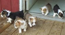 Puppies for sale other breed, pembroke welsh corgi - Cyprus, Ayia Napa